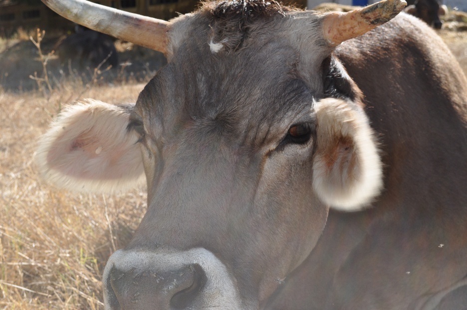A cow at New Vrajamandala