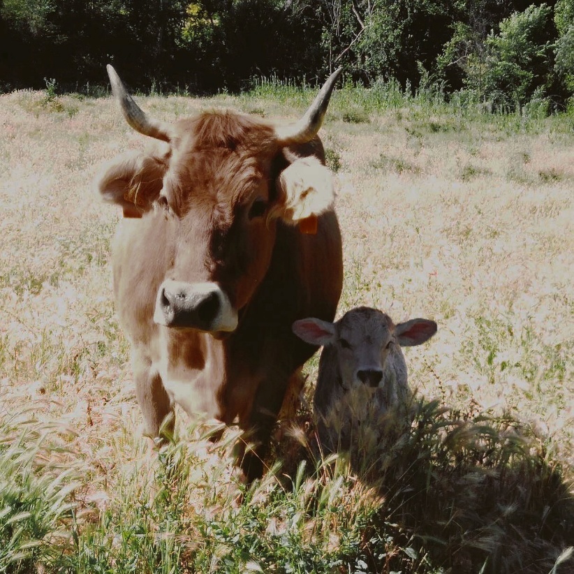 A cow and calf in a field
AI-generated content may be incorrect.