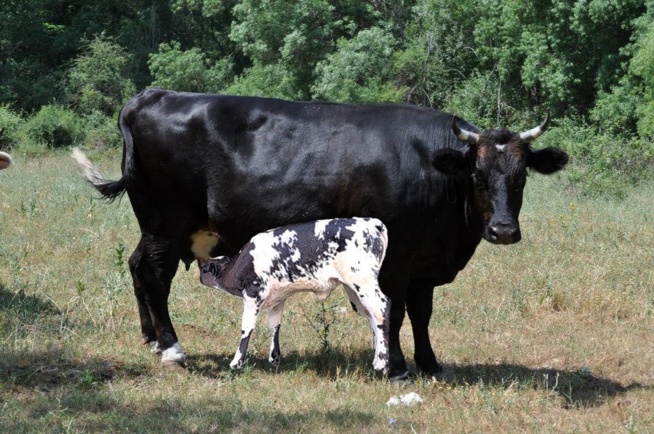 A cow and calf standing in a field
AI-generated content may be incorrect.