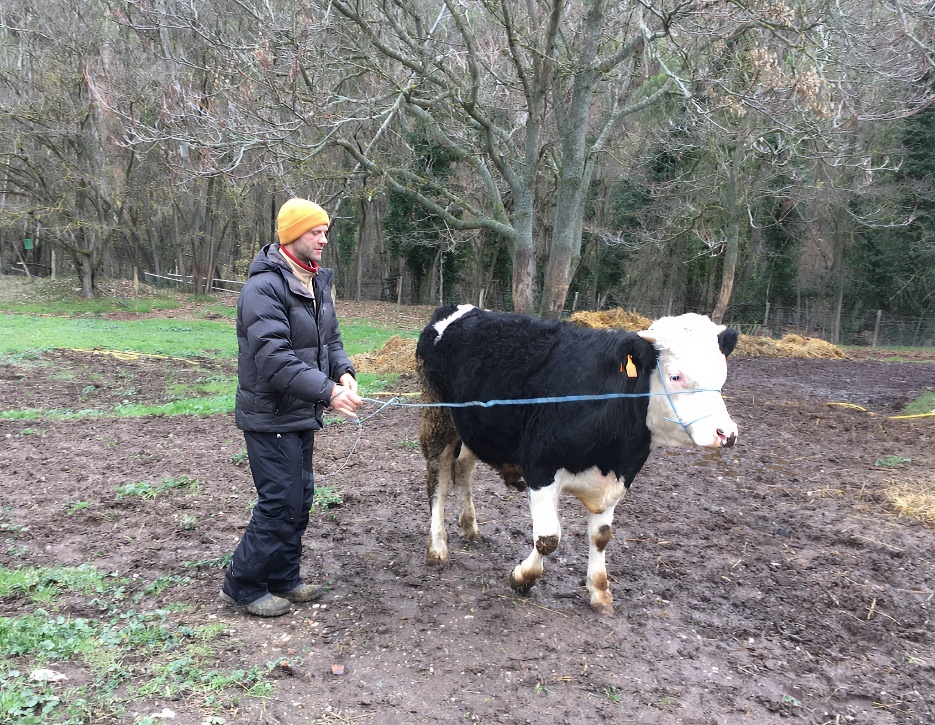 A person holding a cow on a leash
AI-generated content may be incorrect.