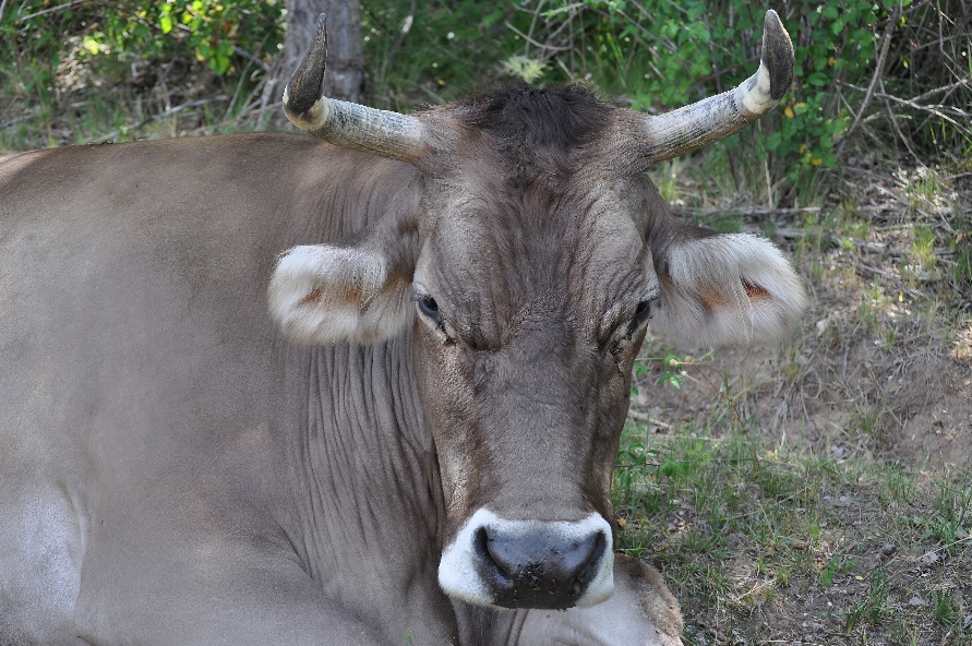 A cow lying down in the grass
AI-generated content may be incorrect.