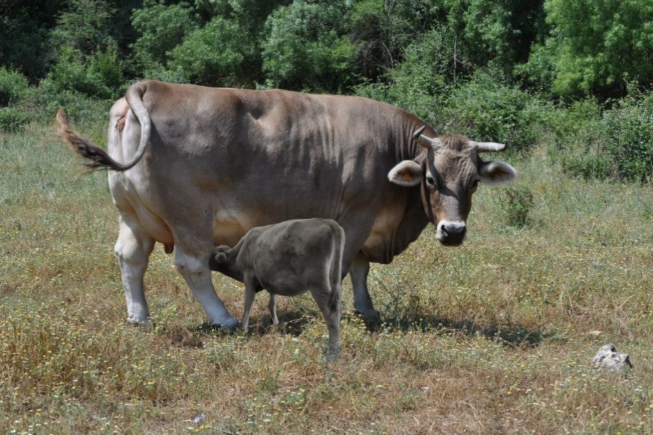A cow and calf in a field
AI-generated content may be incorrect.