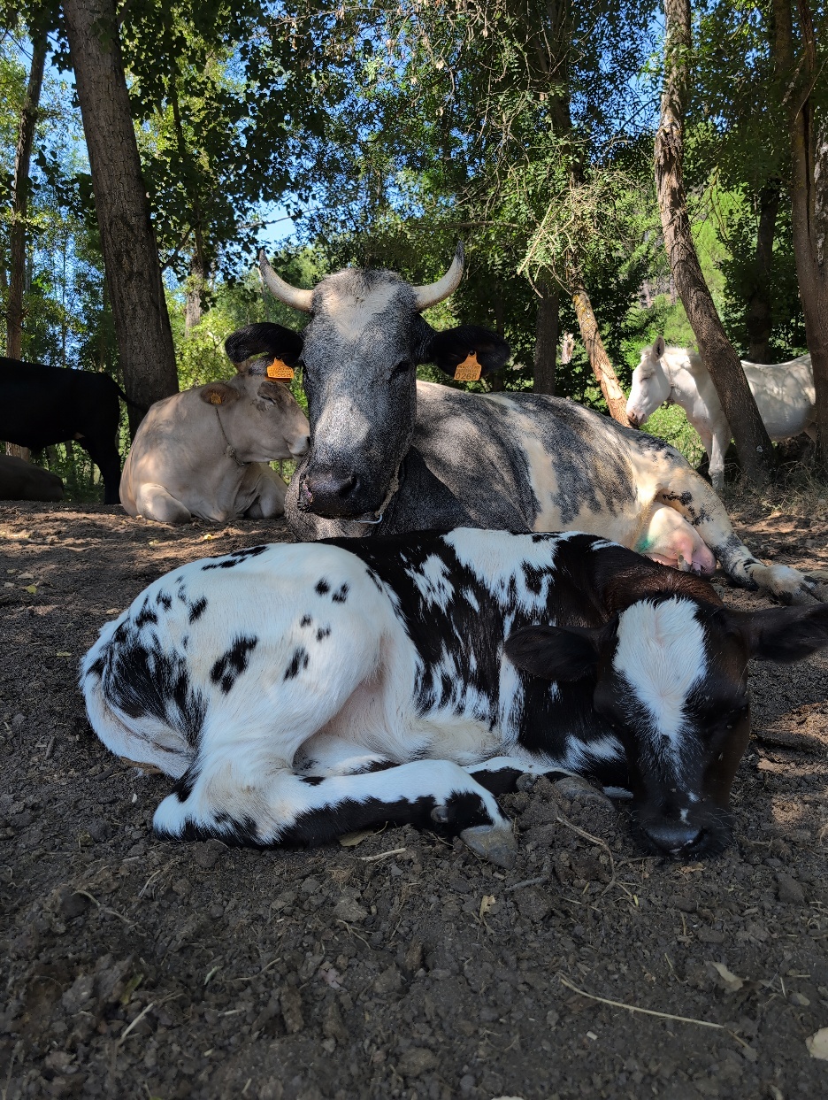 A group of cows lying on the ground
AI-generated content may be incorrect.