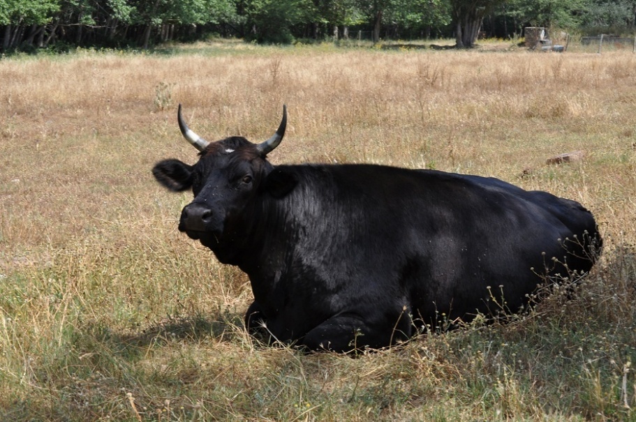 A black cow lying in a field
AI-generated content may be incorrect.