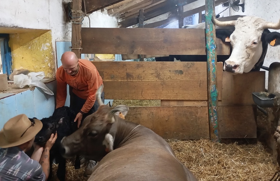 A person petting cows in a barn
AI-generated content may be incorrect.
