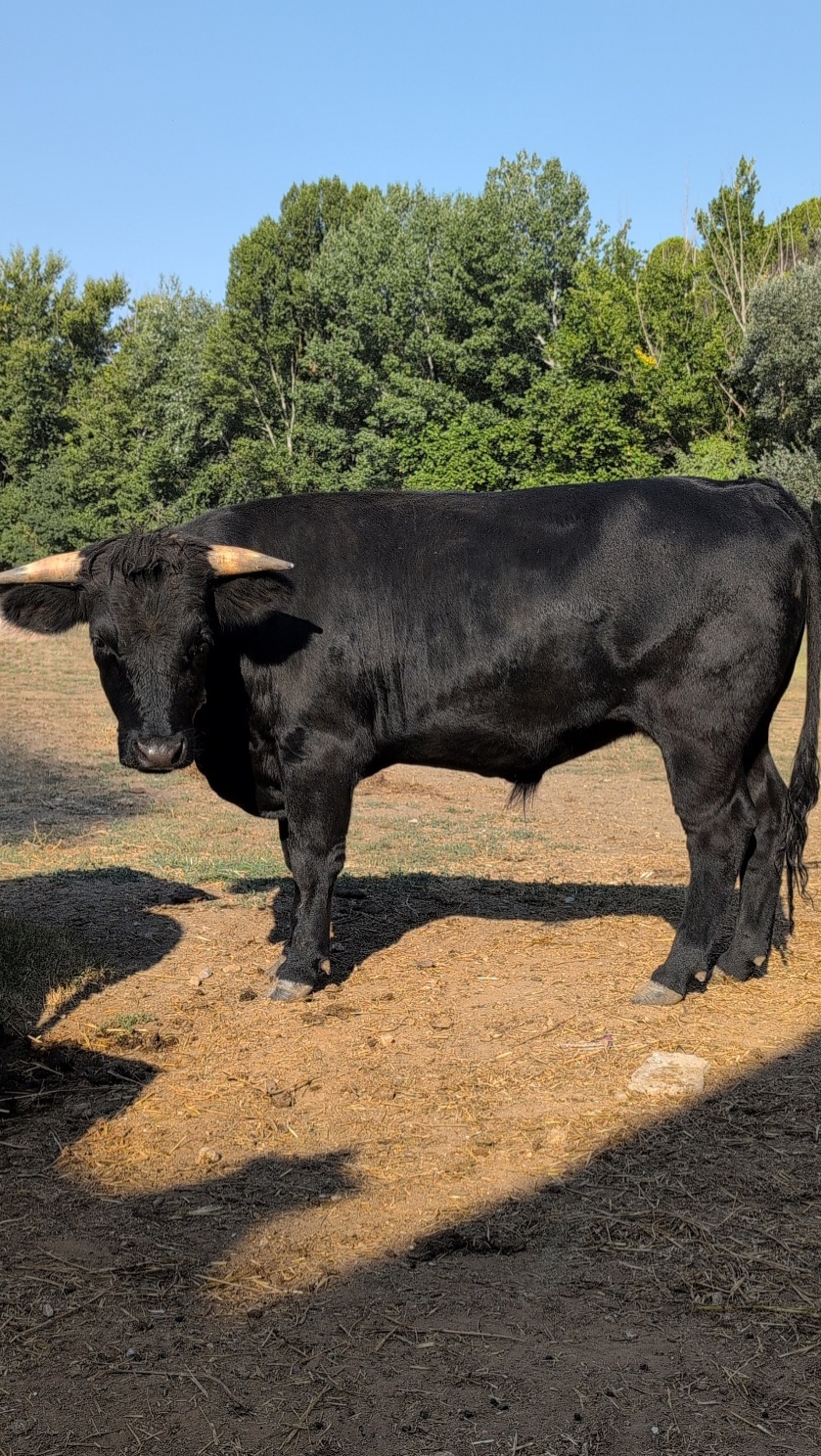 A black bull standing on dirt
AI-generated content may be incorrect.