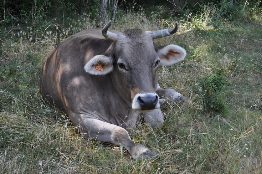 A cow lying in the grass
AI-generated content may be incorrect.