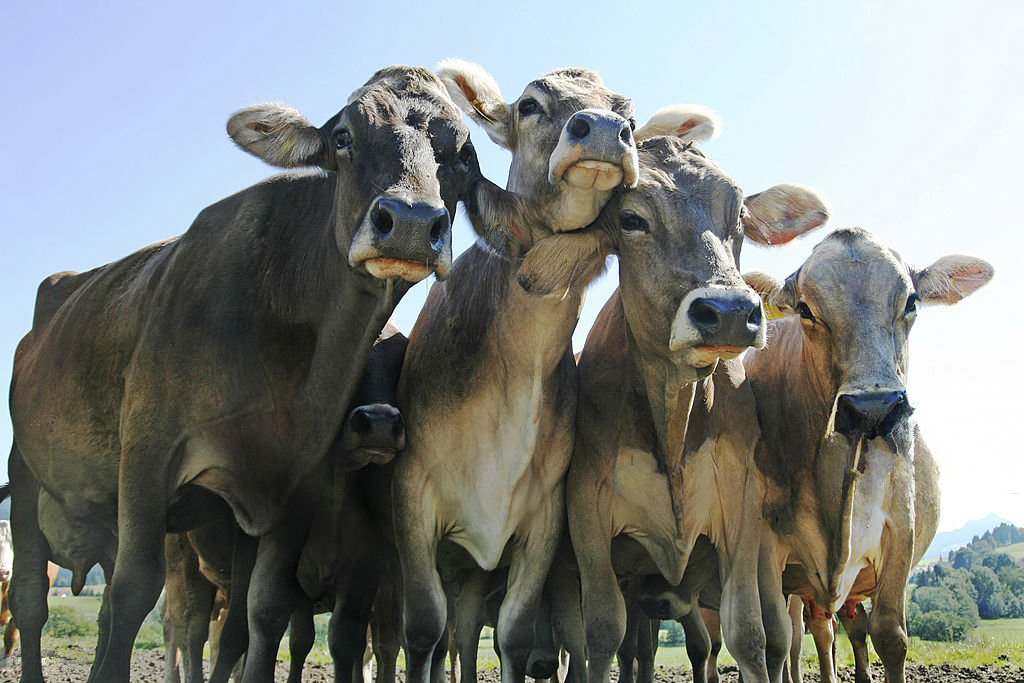 A group of cows standing together
AI-generated content may be incorrect.