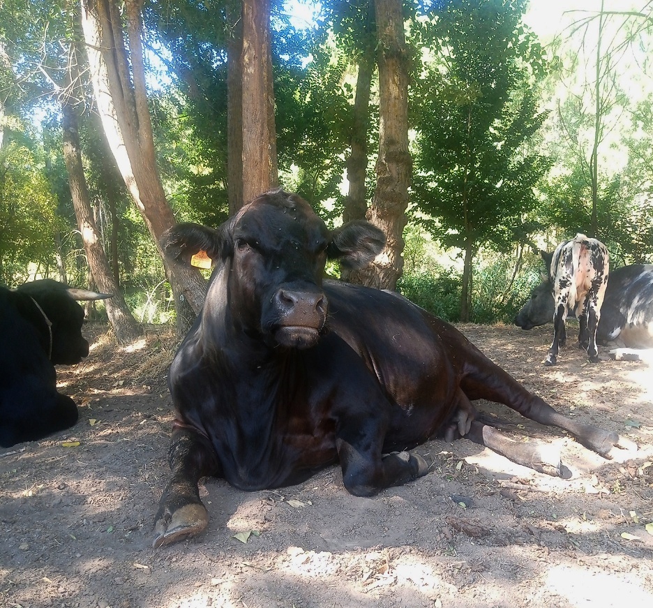 A group of cows in the woods
AI-generated content may be incorrect.
