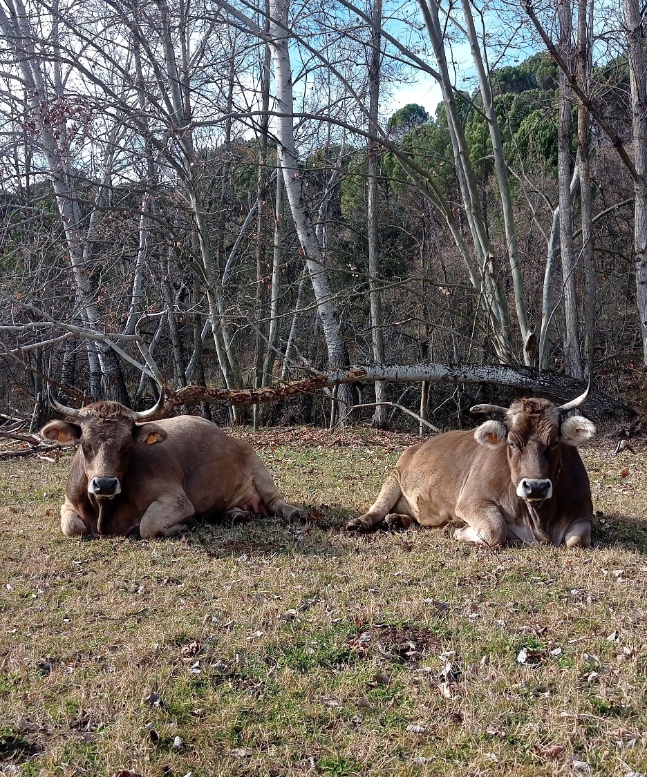 Two cows lying in the grass
AI-generated content may be incorrect.