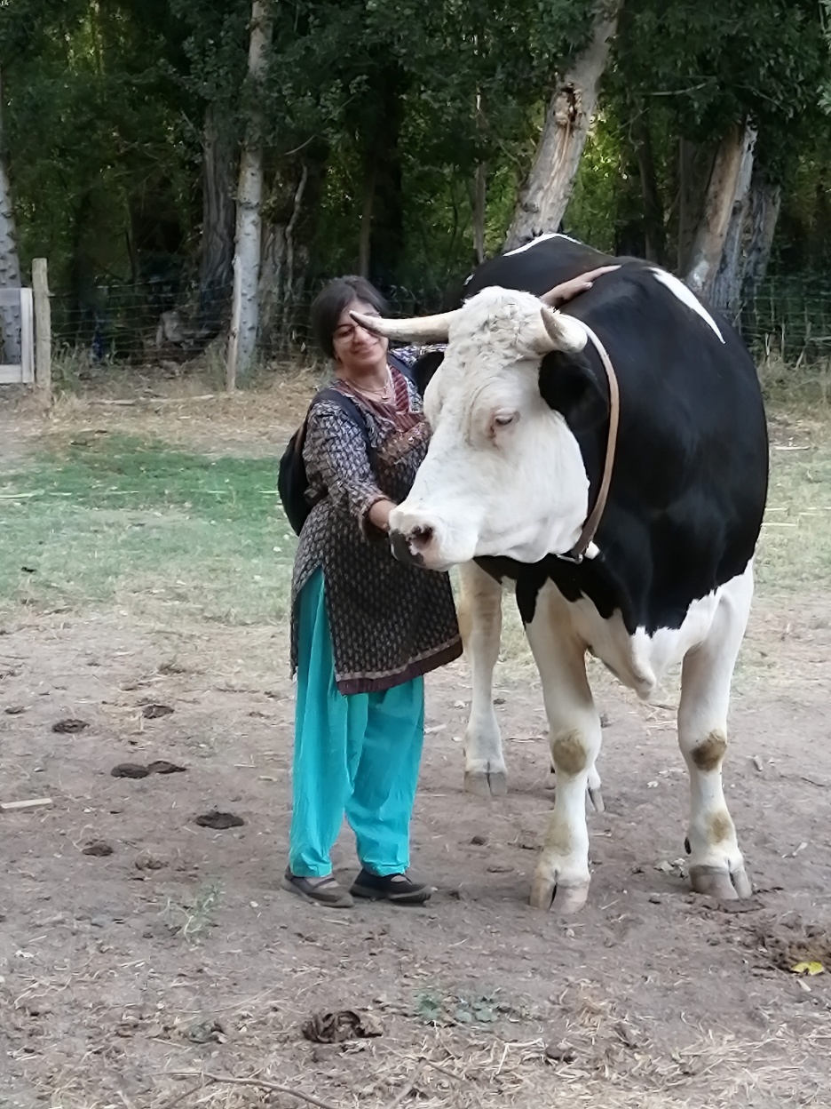 A person standing next to a cow
AI-generated content may be incorrect.
