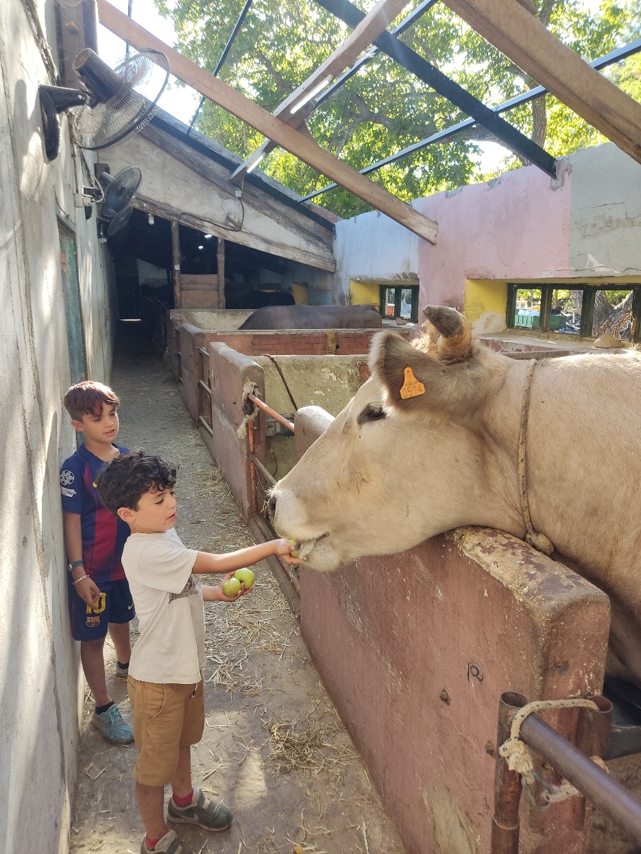 Two boys feeding a cow
AI-generated content may be incorrect.
