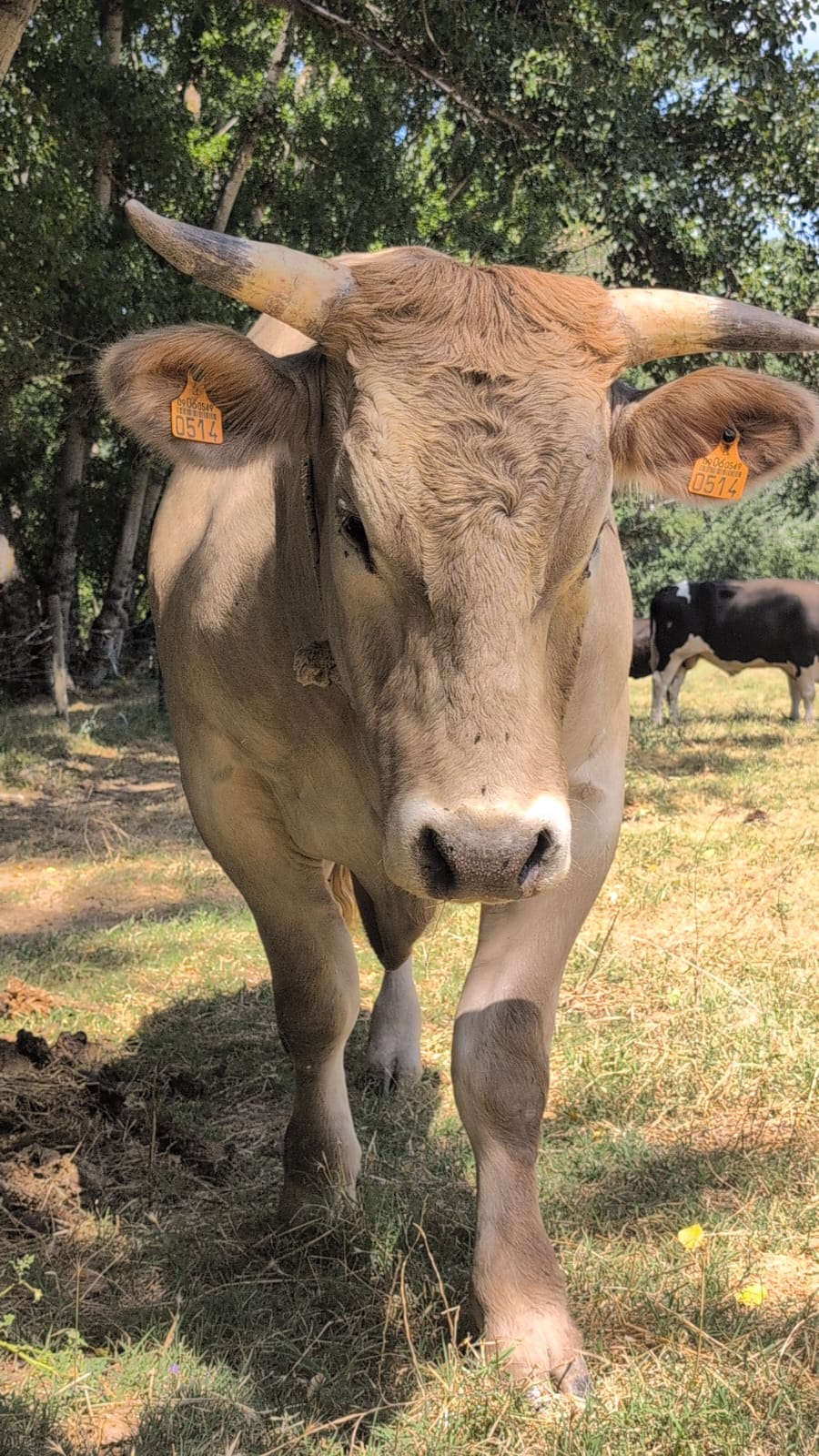 A cow with horns walking in a field
AI-generated content may be incorrect.