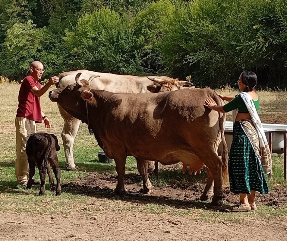 A person and person standing next to a cow
AI-generated content may be incorrect.
