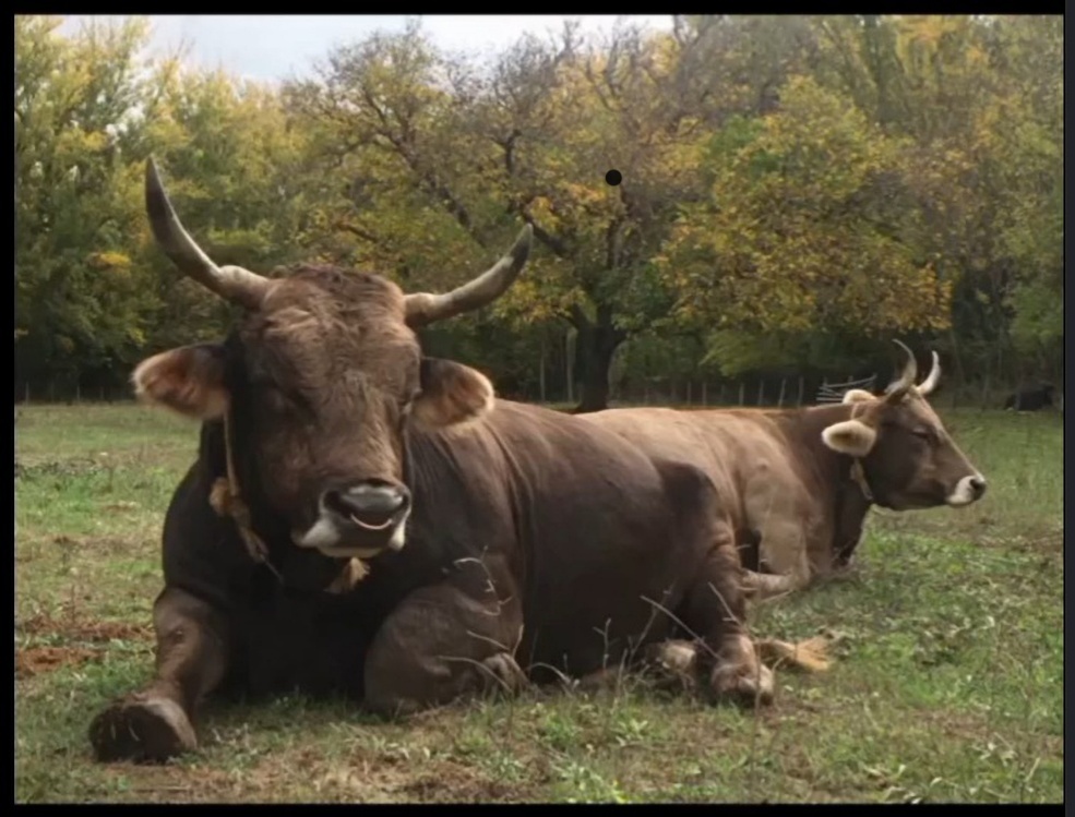 A cow lying down in a field
AI-generated content may be incorrect.