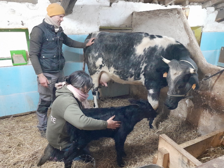 A person and person standing next to a cow
AI-generated content may be incorrect.