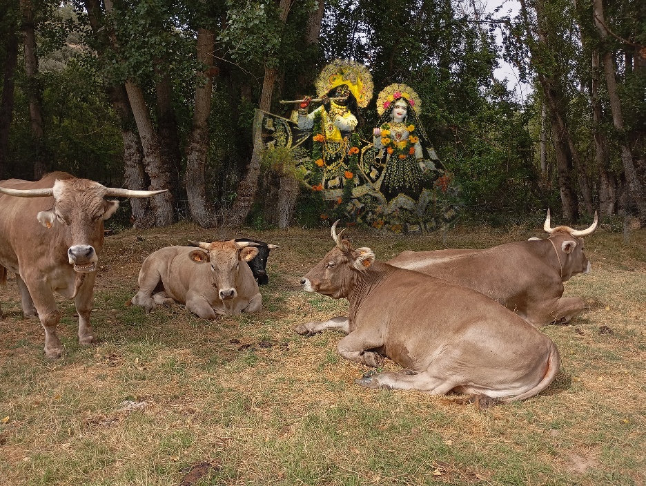 Cows lying in the grass
AI-generated content may be incorrect.