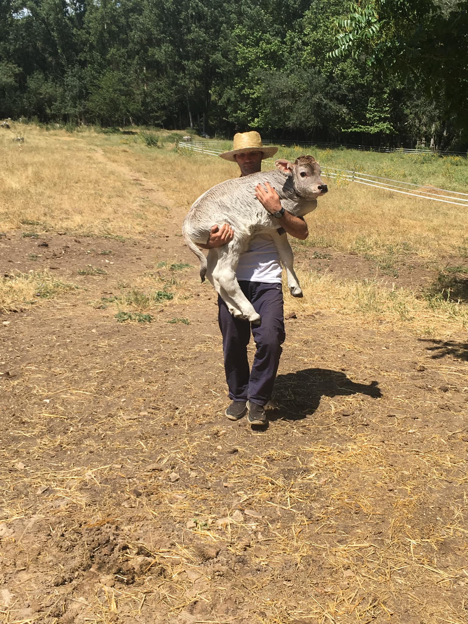 A person carrying a baby goat
AI-generated content may be incorrect.