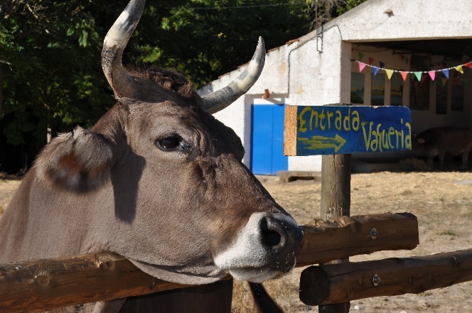 A cow with horns behind a fence
AI-generated content may be incorrect.